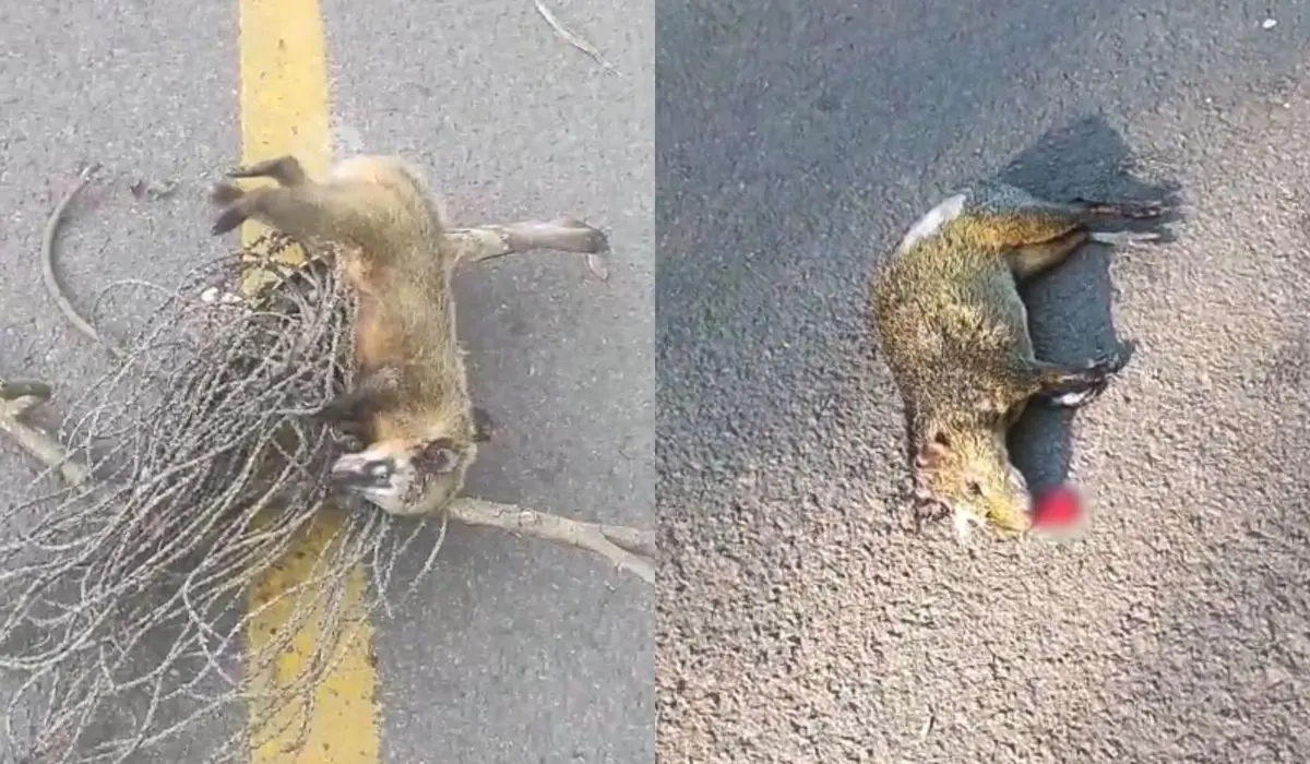 Rua de cidade vira cemitério de animais silvestres atropelados